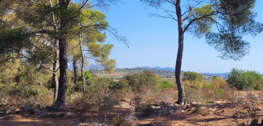 TERRENO RÚSTICO CON PROYECTO DE CONSTRUCCIÓN, MANACOR