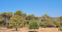 TERRENO RÚSTICO CON PROYECTO DE CONSTRUCCIÓN, MANACOR