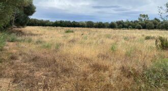 BUILDING PLOT FOR A COUNTRY HOUSE FELANITX – SON MESQUIDA 360.000€