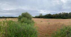 BUILDING PLOT FOR A COUNTRY HOUSE FELANITX – SON MESQUIDA 360.000€